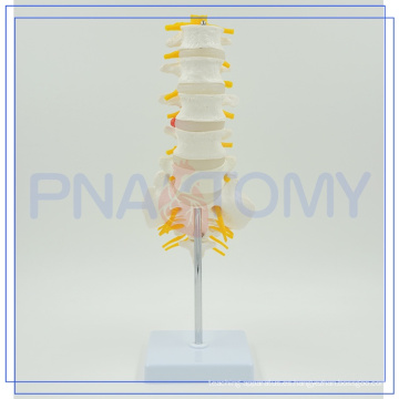 PNT-01212 esqueleto lumbar de alta calidad modelo de vértebras para la venta